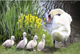 殼寡糖的動物營養(yǎng)功能研究進展